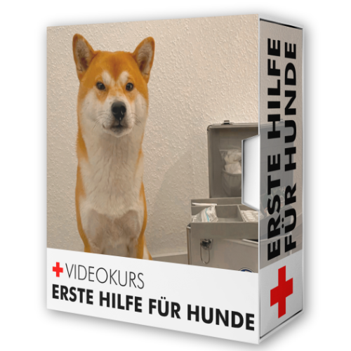 Erste Hilfe Hund